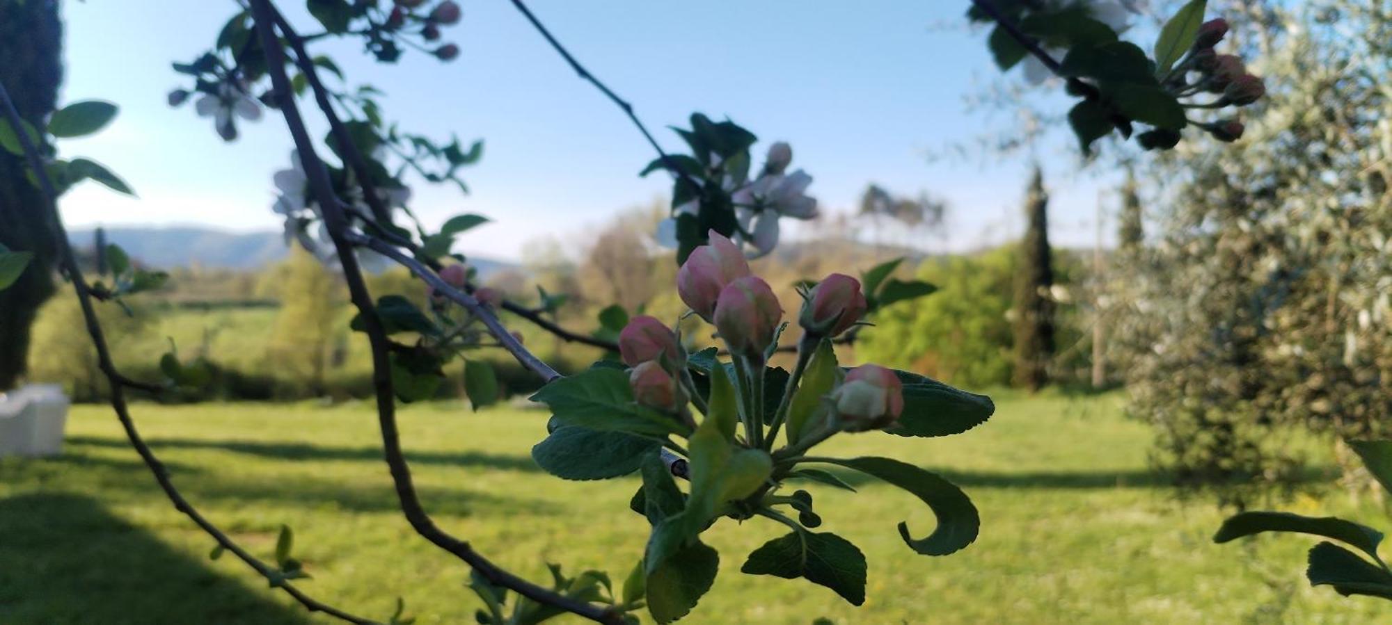 I Salici Agriturismo Badia Agnano Экстерьер фото