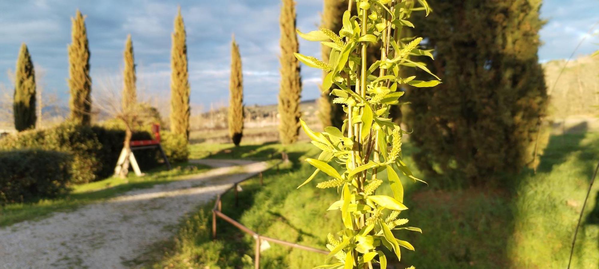 I Salici Agriturismo Badia Agnano Экстерьер фото